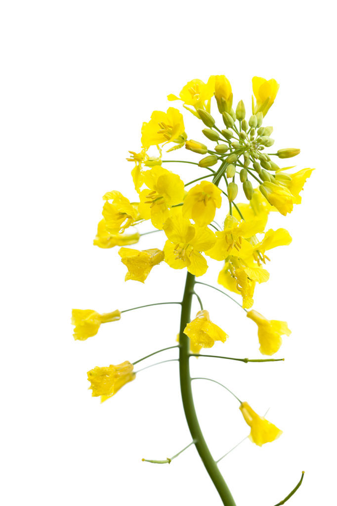 iStock 172485523 682x1024 - Canola on White -
