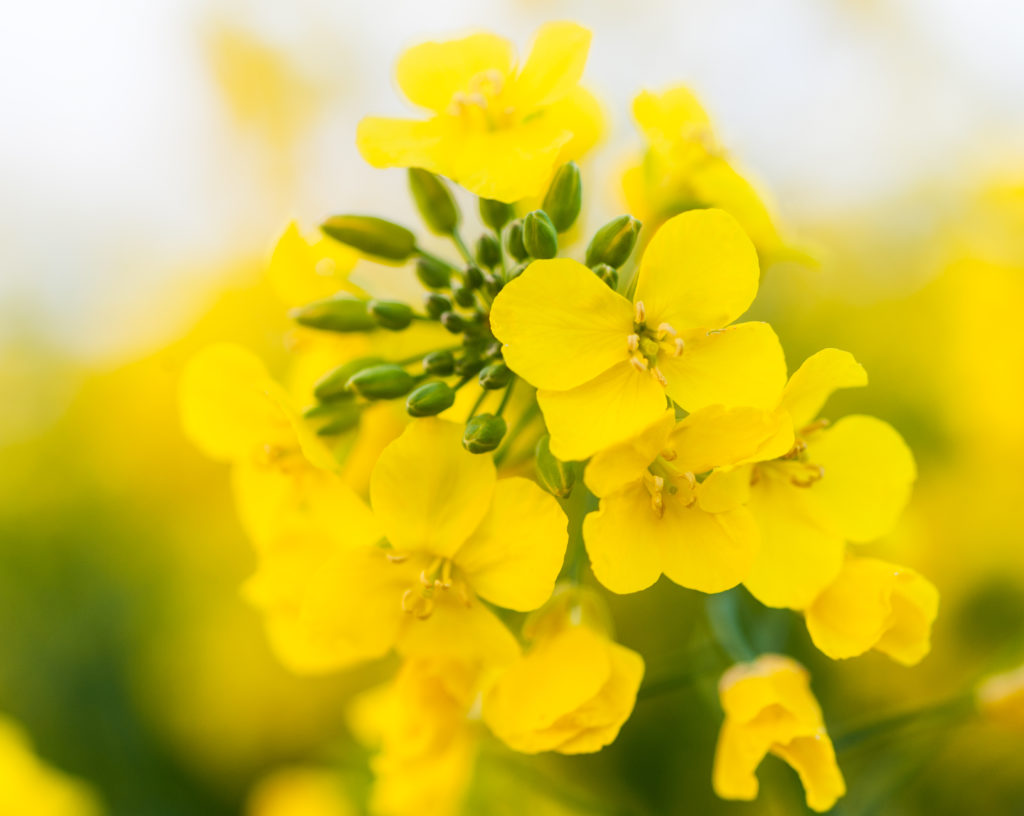 iStock 175408342 1024x816 - Oilseed Rape -