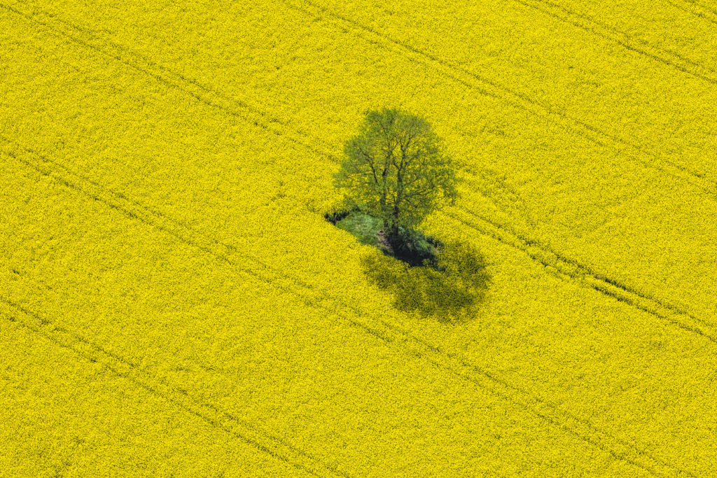 iStock 508293456 1024x683 - Aerial View of Oilseed Rape Field located in Germany -