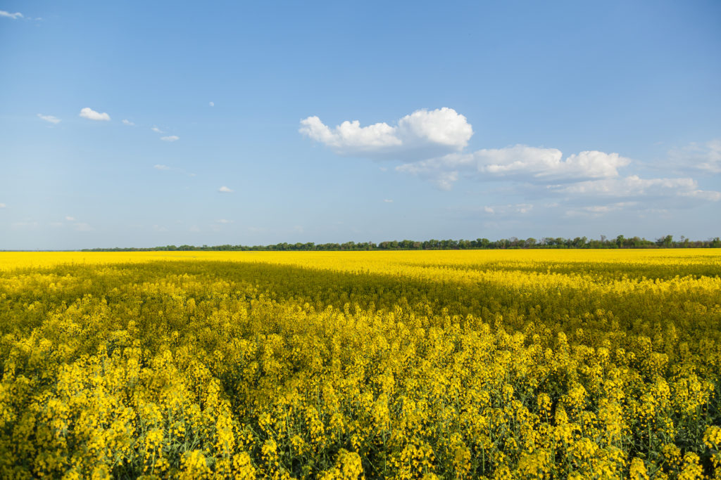iStock 692954720 1024x683 - field with the flowering yellow flowers of rape -